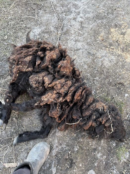 Продам баранов 2