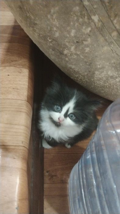 Котята в добрые руки!