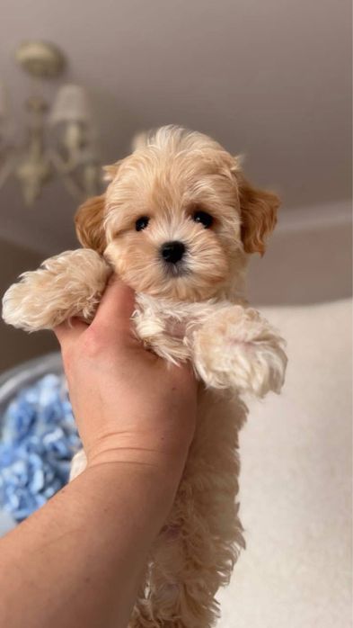 Maltipoo Toy , Certificate inregistrate de sanatate