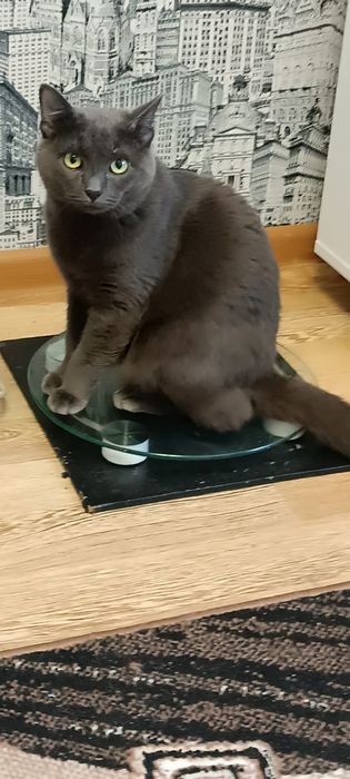 Пропал кот Хвостик