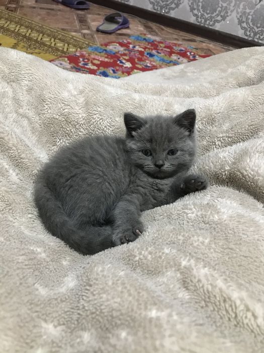 Отдам кошку даром