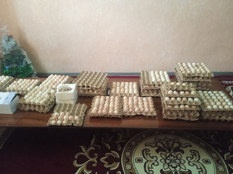 Инкуботорга куйиб жужа очириш учун