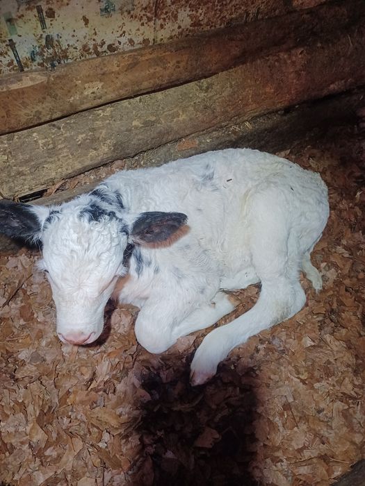 Vaca de vânzare de o săptămână fatată cu tăuras belgian