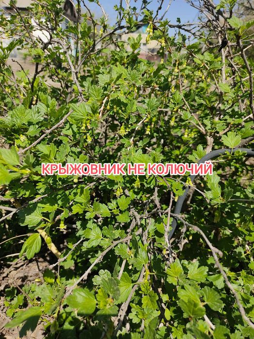 Продам дачу на Бобровке