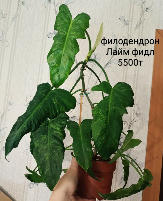 Филодендрон сциндпсус от 1500