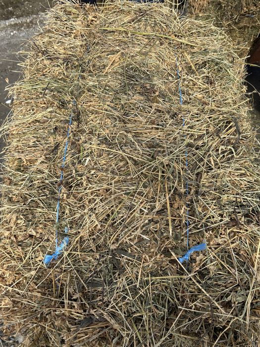 Vand baloti lucerna - productia din  2025