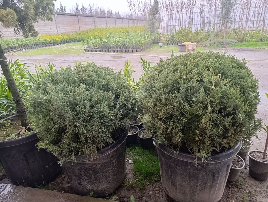 Манзарали ва мевали дарахт кучатларимиз сотувда