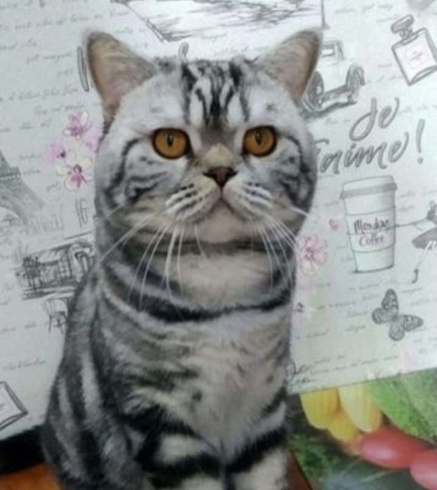 Вязка шотландского кота