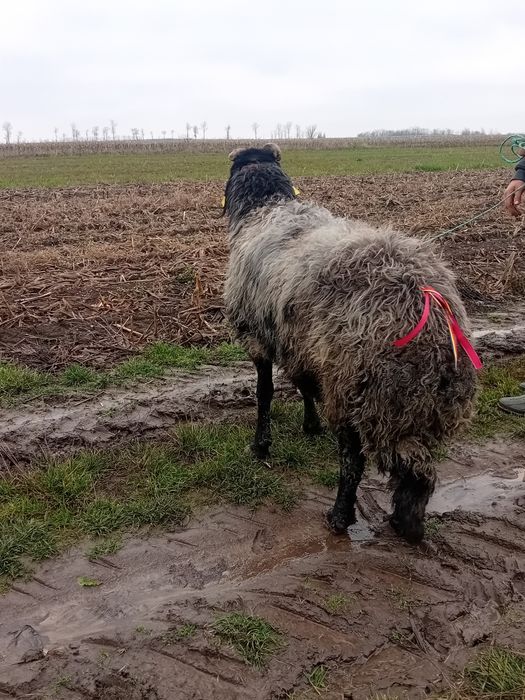 Spre vânzare berbec al-6 -miel,marleste la  mâna  cât si in cârd!