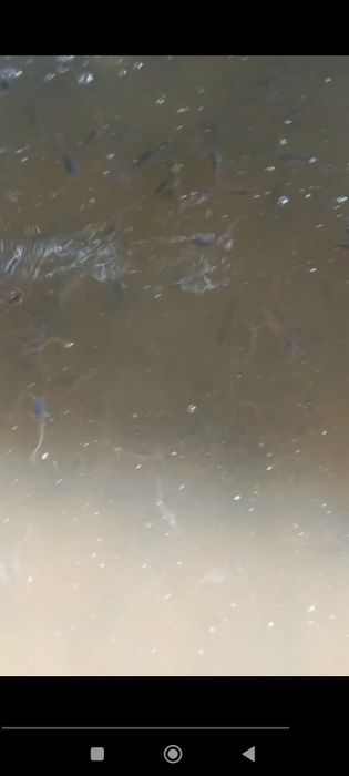 Afrika laqqasi sotiladi 10 sm dan 20 sm gacha kisloroddan chiqqan