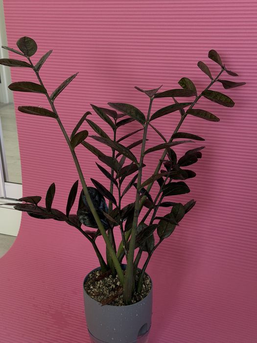 Замиокулькас блэк