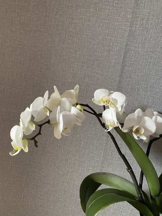 Орхидея   Комнатный цветок