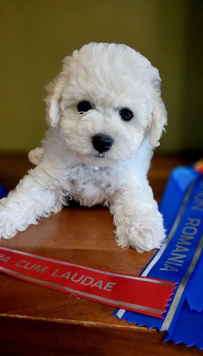 Bichon Frise FCI – Tată Campion România „Cum Laudae” | Pedigree AChR
