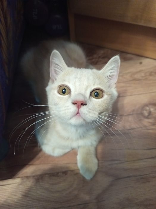 Котята шотландской породы