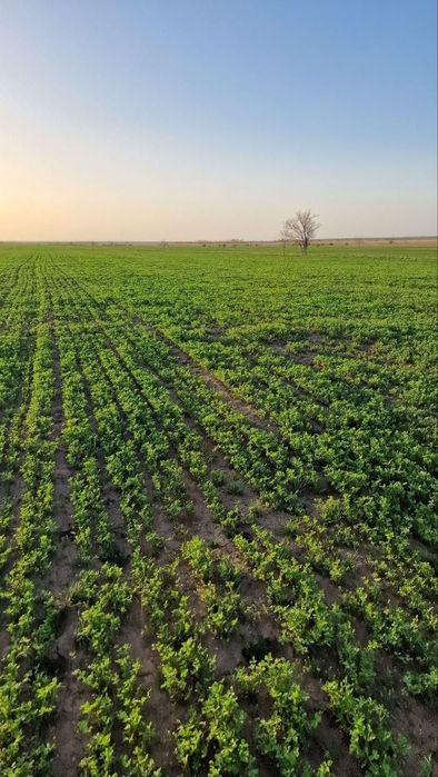 Семена Люцерны, самосад