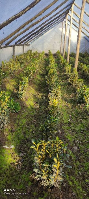 Оптом цены! бересклет выращенные с любовью дедушкой садовником