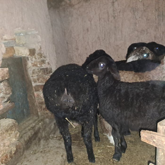 Семиз козылар 2 ерке 7 ургашы