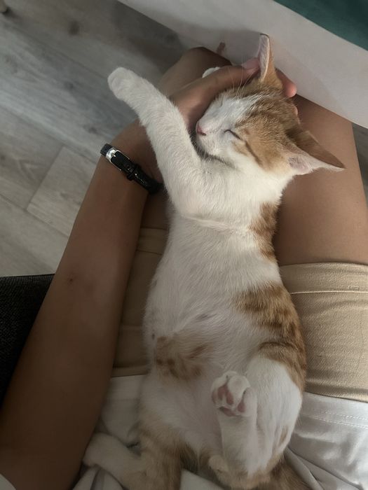 Котик 3  месяца мальчик
