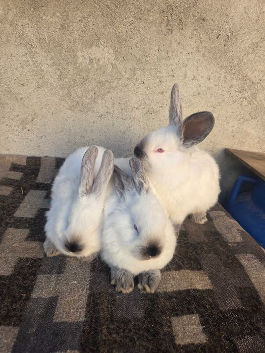 Super oferta. Iepuri californian de vanzare