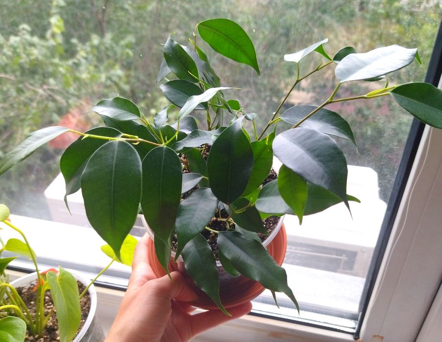 Фикусы Бенджамина