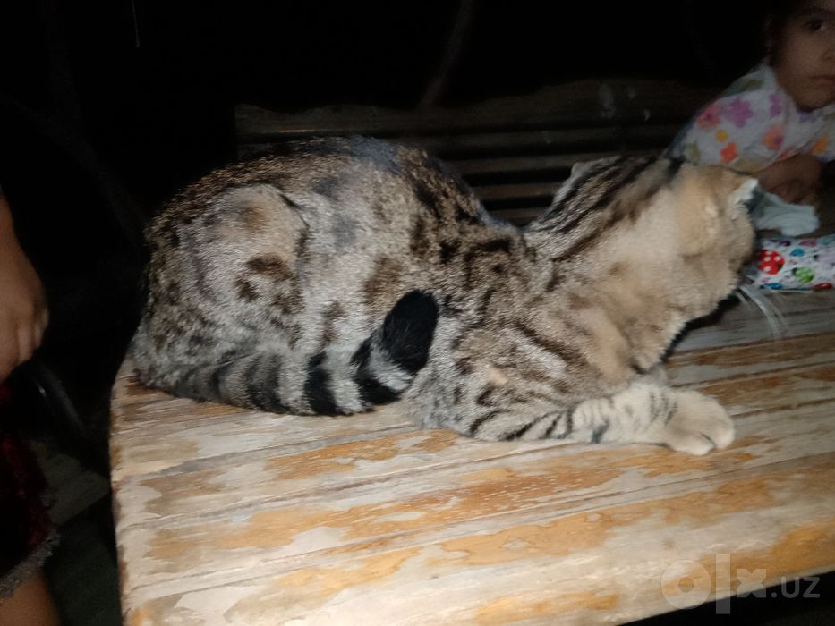 Кот продается Scottish Fold