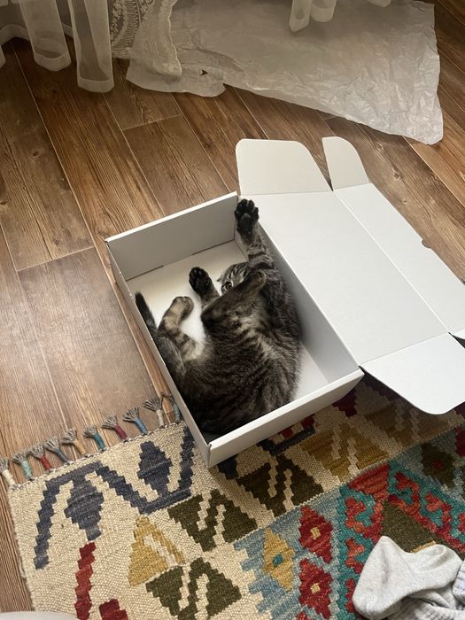 Отдам котенка в добрые руки