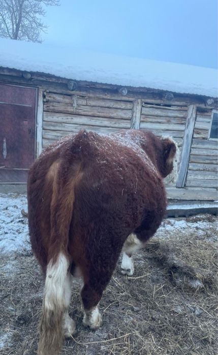 Продам быка 3 года