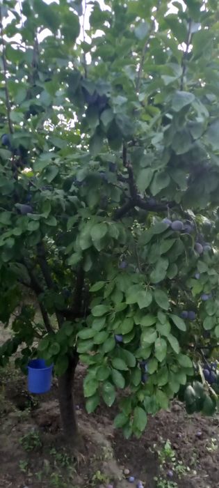 Vânzare prune Centenar  Mircestii Noi Vrancea