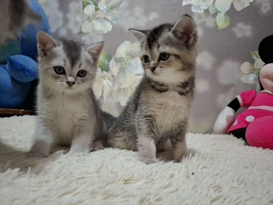 Продаю кошек чистокровные Шиншилы
