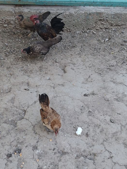 Продам карликовых курей