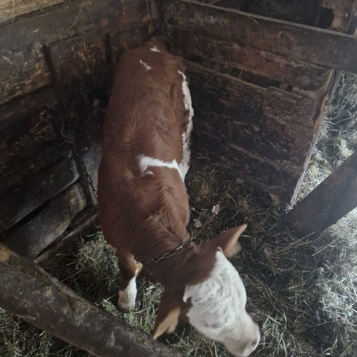 Vand vacă cu vițel