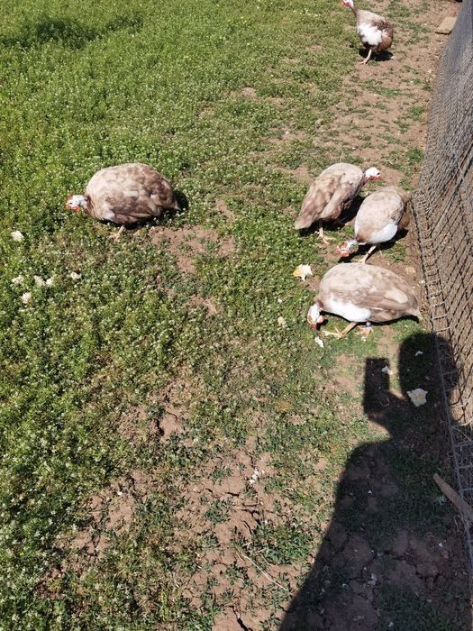 Ouă de bibilica de vânzare