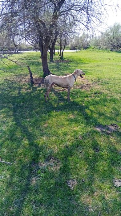 Тазы 2 жаста ауызданган