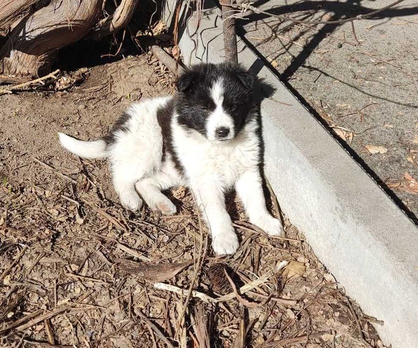 Щенки домашние, дворняги.