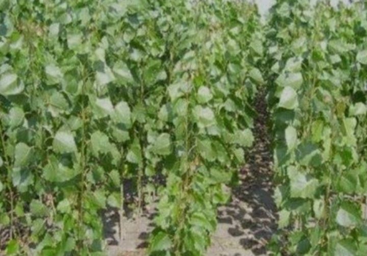 comercializăm puieți de salcâm pentru împădurirea terenurilor degradat