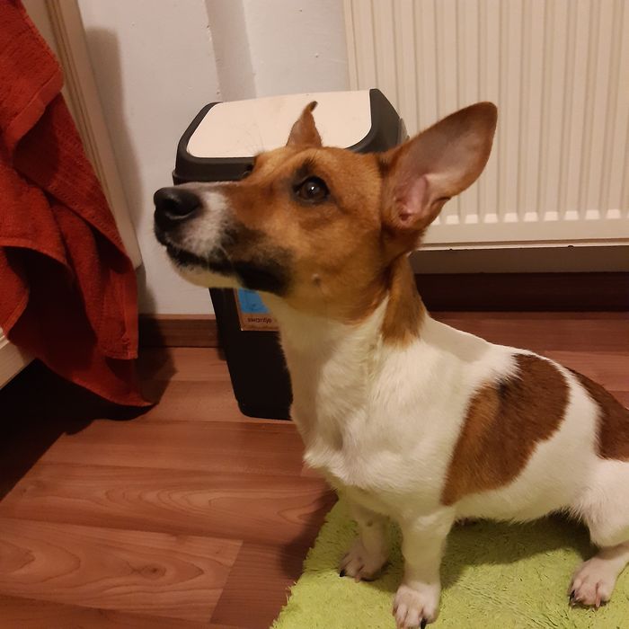 Джак Ръсел Териер