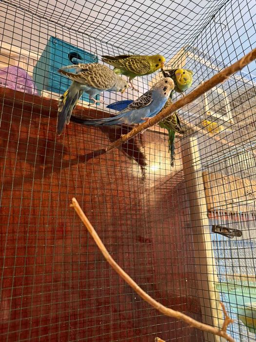 Попугаи волнистые