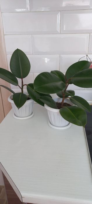 .   Фикус каучуконосный