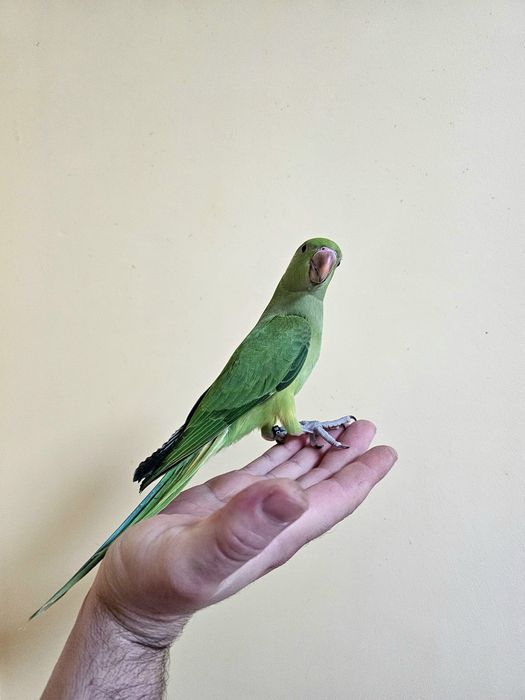 Puișori Micul Alexander ( Psittacula krameri )