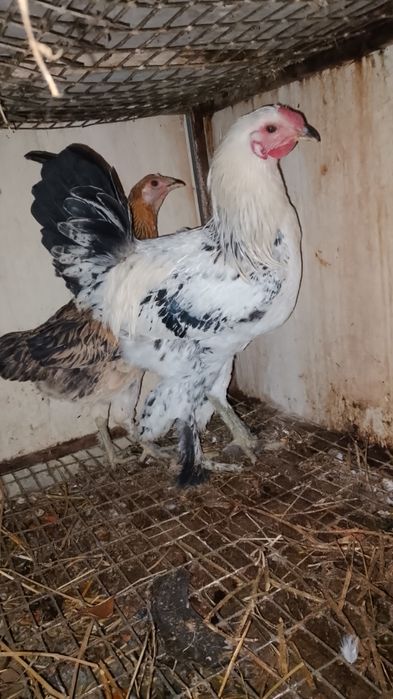 Xuruz tovuq tuxumga tayyor