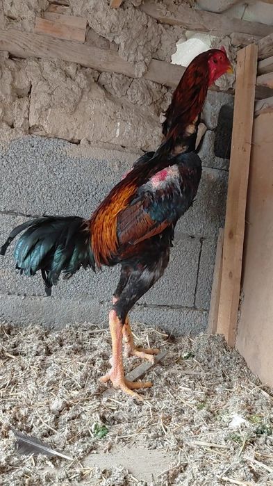 На продаже дакан петух