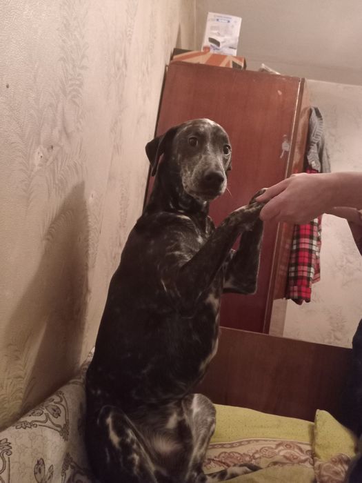 Отдам собаку помесь долматинца с документами поводки всё что униго ест