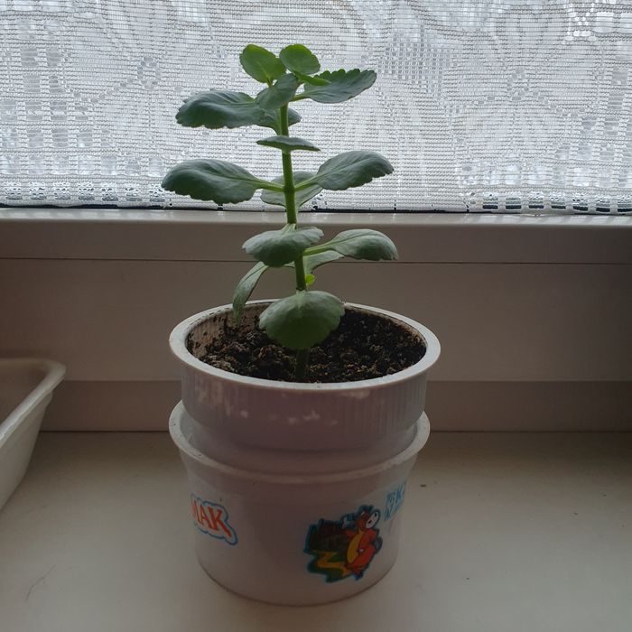 Продам Каланхоэ (цветы красные)