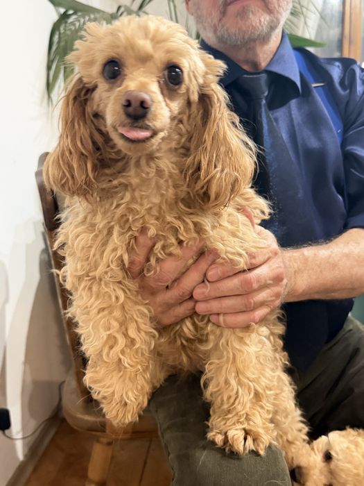 Щенок пуделя  . 2,5 месяцев . 150000