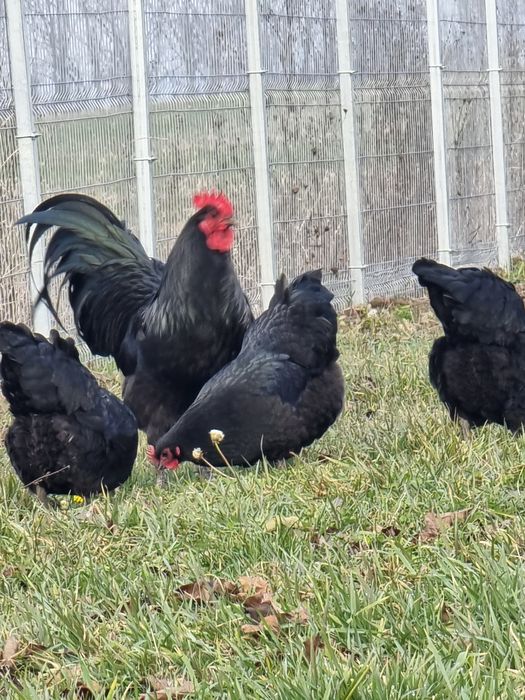 Vand gaini rasa Australorp