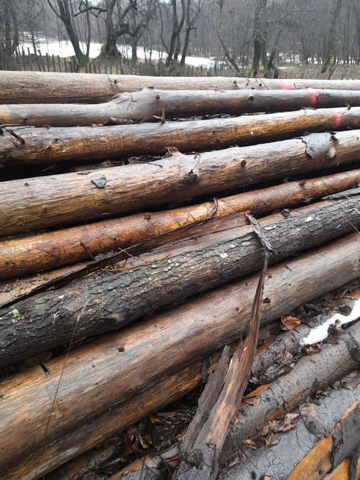 Vand lemne de foc si de lucru - fag, stejar, pin si bile de brad