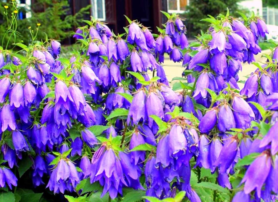 Золотарник колокольчики цветы многолетние