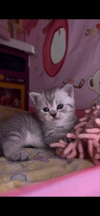 Продается кошка скоттиш страйт