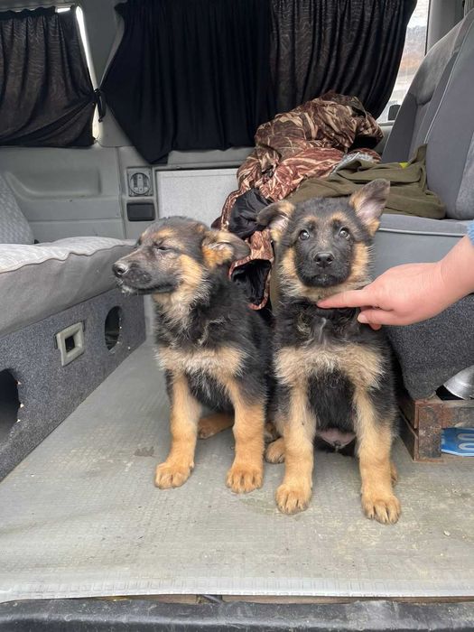 Продам Щенят Немецкой  овчарки