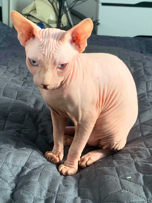 Котенце канадски свинкс